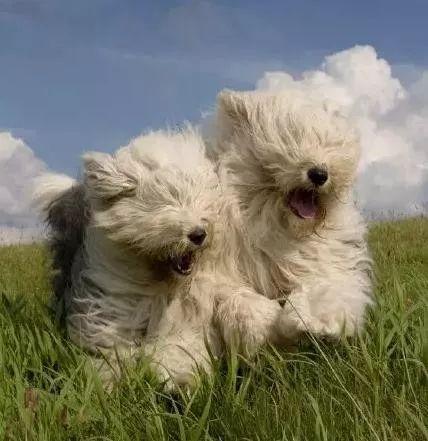 古牧犬图片 古牧犬图片（古牧犬图片大全） 动物