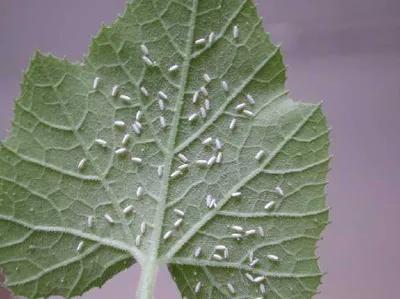 超级害虫烟粉虱为啥难以防治？最新揭示：它窃取了植物的解毒基因