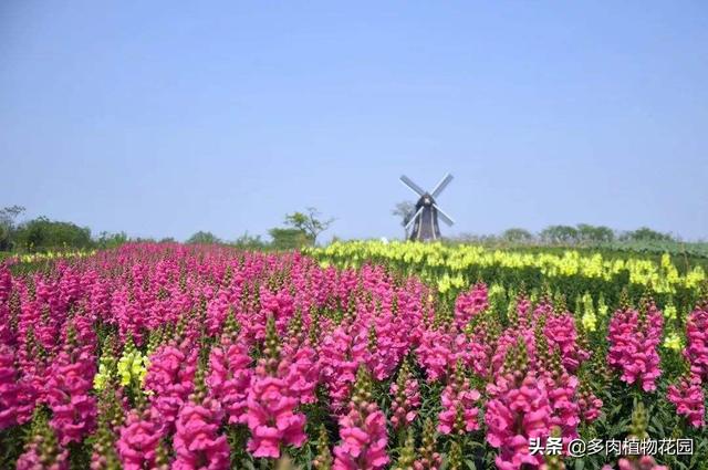 金鱼草花期 金鱼草花期（金鱼草花期多长） 生活