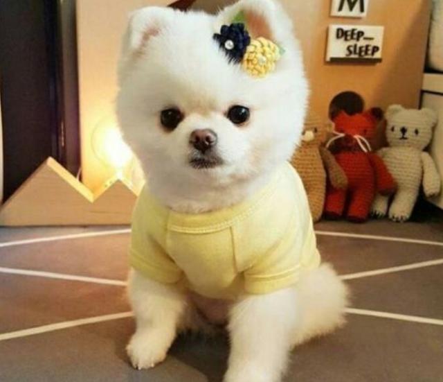 博美犬多少钱一只小型博美犬怎么修剪发型