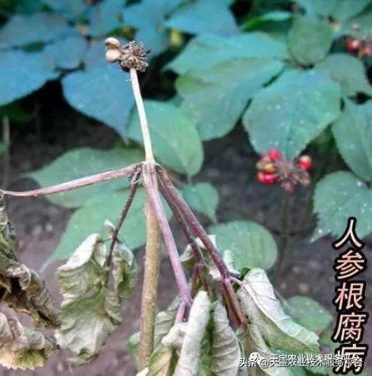 中药材根部病害用药大汇总8