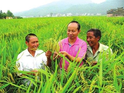 水稻杀虫剂–不要迷恋外企产品，使用不好，花钱还不治虫6