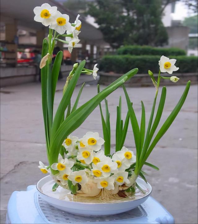 水培鱼缸