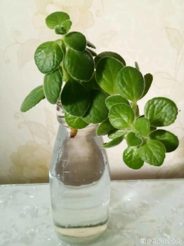 碰碰香有毒吗 碰碰香有毒吗（植物碰碰香有毒吗） 生活