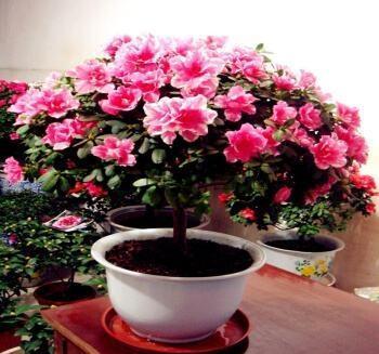 杜鹃花的养法 杜鹃花的养法（杜鹃花怎么养家庭养法） 生活