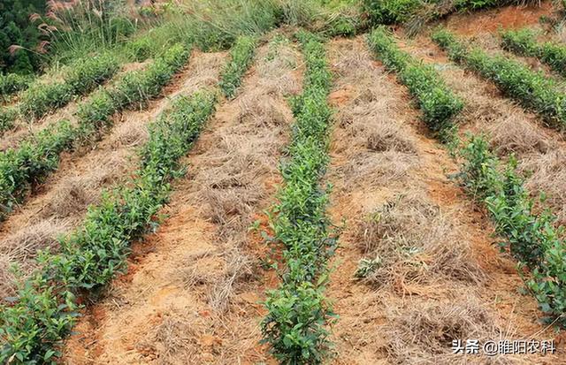 果园用这个除草剂，能除300多种杂草，持效期60天，对果树最安全4