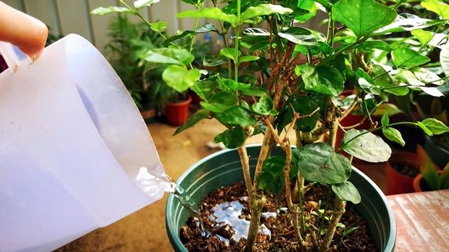 茉莉花的养殖方法