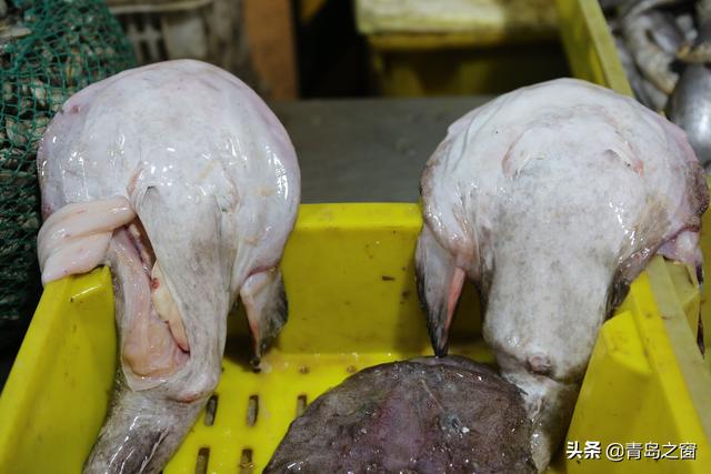 敏子鱼学名是什么,劳子鱼学名是什么