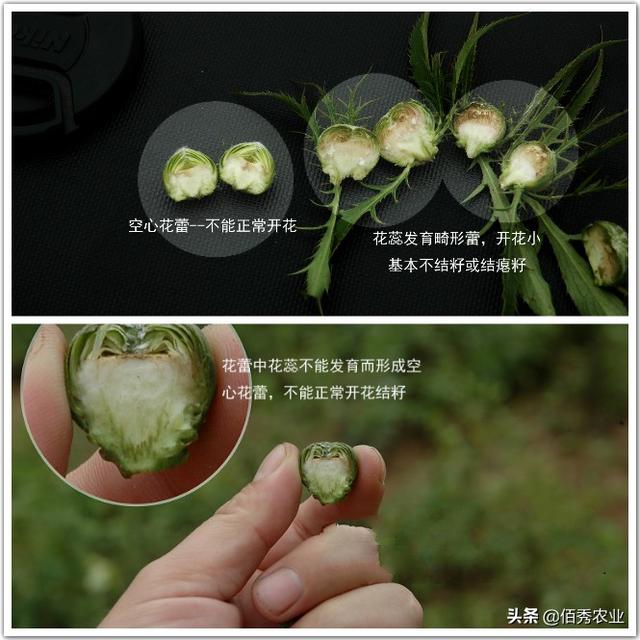 中药材白术抑制花蕾有技巧，分享影响化控效果的5点经验5