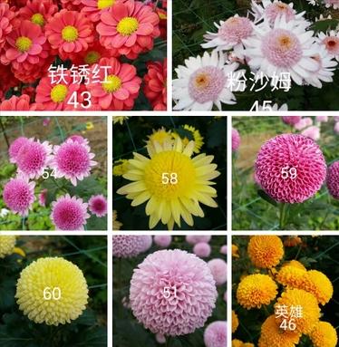 菊花属于什么花 菊花是什么花之一