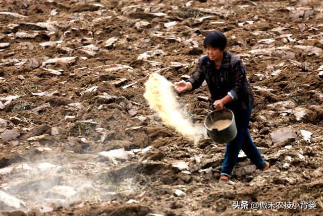 巧用生石灰，有效防治土传病害、土壤酸化、烂根死棵等难题3