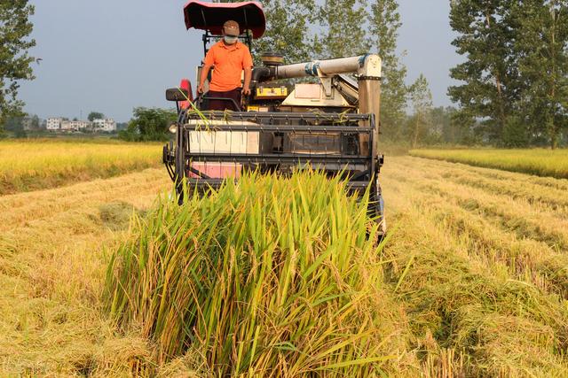 记住这个水稻增产叶面肥，控旺增产一季无病害，一亩增产300斤4