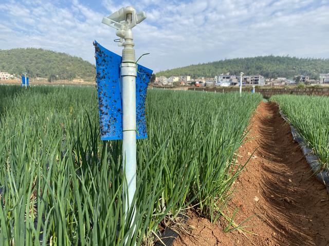 香葱植株出现萎蔫枯死现象？或是受了“根蛆”危害，防治需趁早5