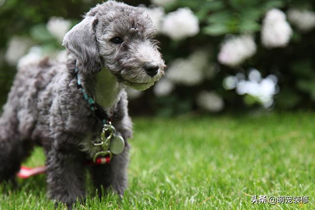 长须牧羊犬 长须牧羊犬（古代长须牧羊犬） 动物