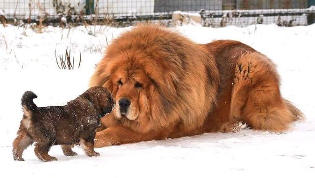 藏獒犬图片