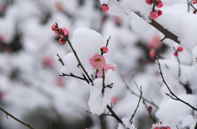 梅花古诗