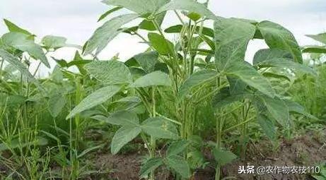 夏大豆怎么种植才能高产？（实用）4