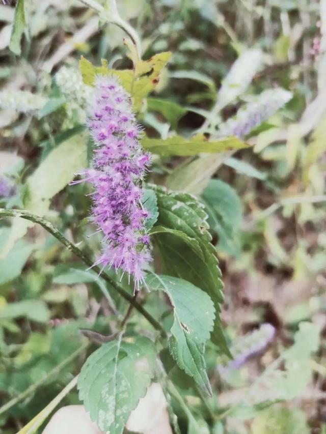 春天的野花