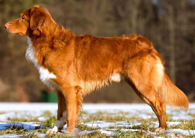 戈登雪达犬图片图片