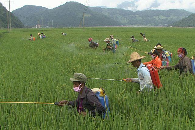 这农药喷1回能管80多天，对100多种害虫都有效，地上**害虫全杀3