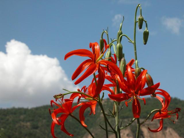 百合产地