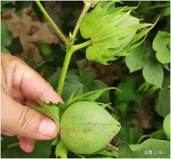 三十多年前，滑县的种棉高手竟是一个“落榜”少年7