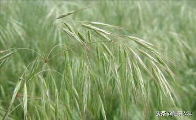 这个药专治麦田节节麦、雀麦、日本看麦娘等恶性杂草，效果超好2