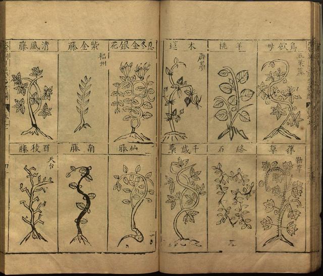 李时珍巨著《本草纲目》插图上卷（1596年刻本）
