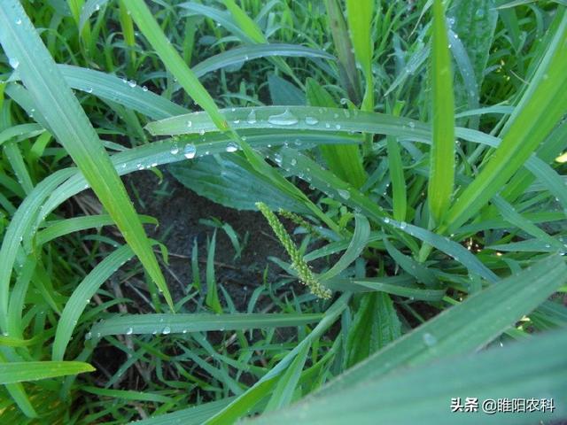 这个新药可治稻田几乎所有杂草，对千金子、稗草等特效，3天根除1
