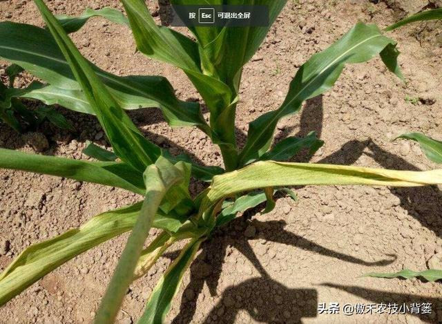 玉米拧芯卷叶、不抽叶不展叶，不能全赖蓟马虫害，常见原因有6种7