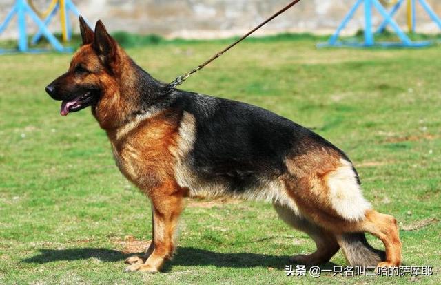 锤系德牧犬舍