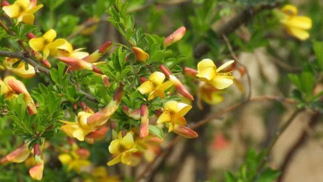 植物的奇特“十二属相”某些植物也有自己对应的“属相”20