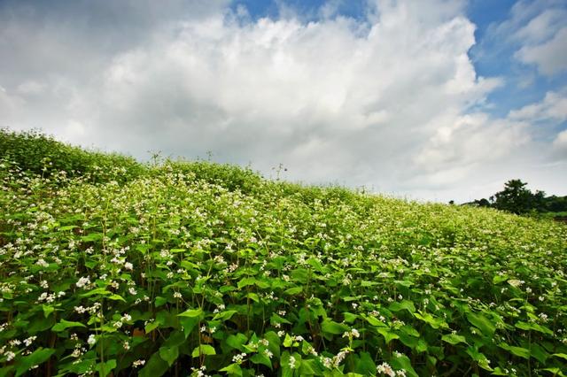 荞麦种植技术模式，绿色荞麦栽培技术5