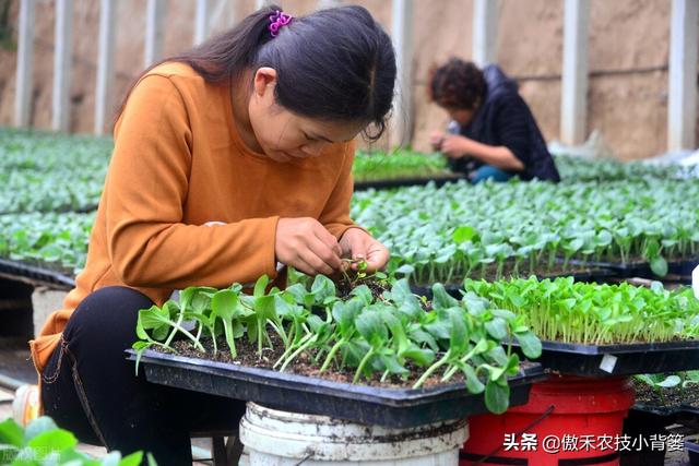 黄瓜苗期巧嫁接，轻松解决产量低、品质差、病害多等种植难题2