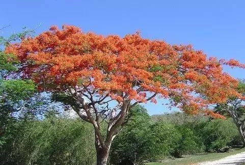 世界各国的国花