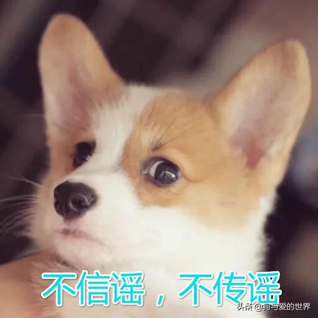 灵缇