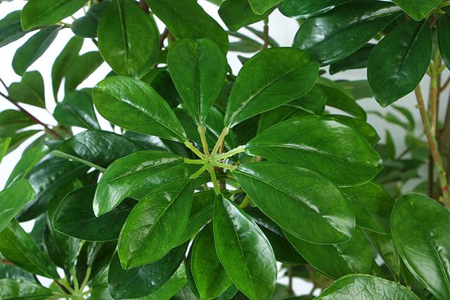 鹅掌柴 鹅掌柴（鹅掌柴种植密度） 生活