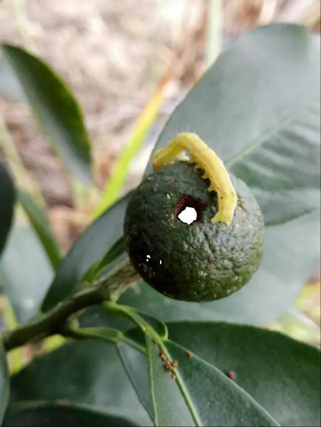 柑橘主要虫害防治药剂，药剂不是增加浓度药效就越好13