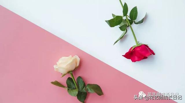 玫瑰的意义