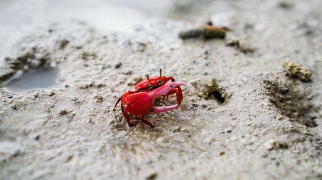 大海涨潮退潮的原理是啥？退潮以后的海水又去哪了？看完长知识了