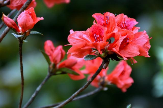 杜鹃花掉叶子