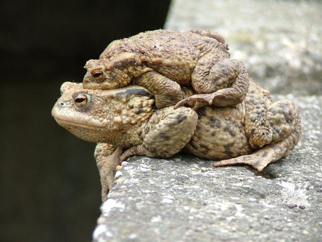 中华蟾蜍中华大蟾蜍和中华蟾蜍