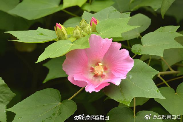 芙蓉代表什么意思