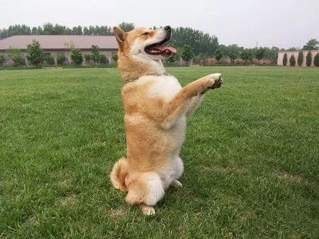 训练狗狗蹲立的动作(训练狗狗站立行走的正确姿势)-艾拉狗狗乐园