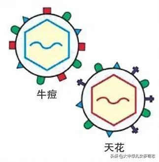 人类历史上首支疫苗的诞生 都怪 弟弟 拖了 哥哥 的后腿 太阳信息网