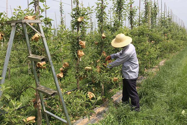 苹果套袋之后要先打什么药，怎么打？波尔多液要打几遍？4