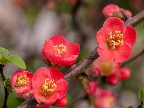 海棠花有毒吗 海棠花有毒吗（臭海棠花有毒吗） 生活