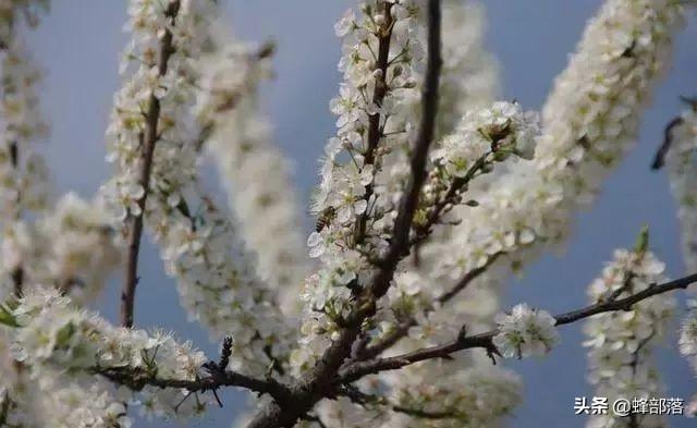 李花没有蜜，如何吸引蜜蜂为李花授粉？用好这招，蜜蜂抢着采2