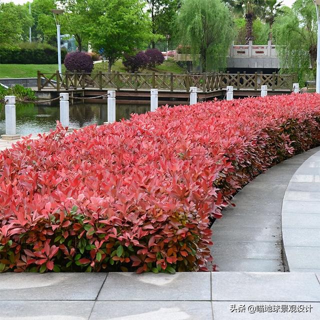 绿篱