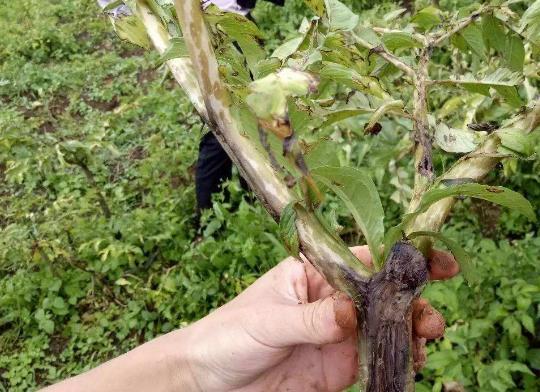 魔芋植株枯萎球茎腐烂，主要原因是出现了软腐病，该怎么办呢？4